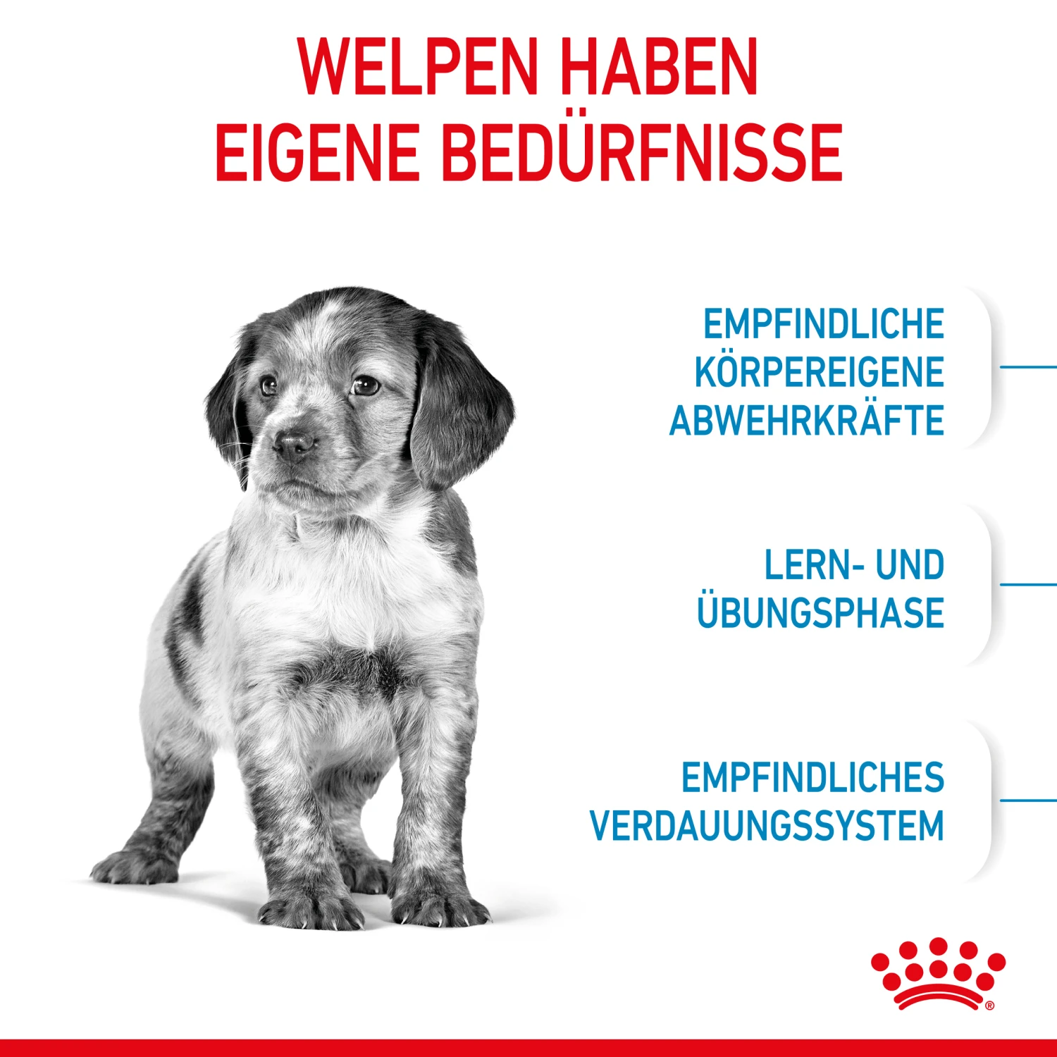 Royal Canin Medium Puppy Trockenfutter Hund 2 Royal Canin Medium Puppy Trockenfutter Hund – Bild 2