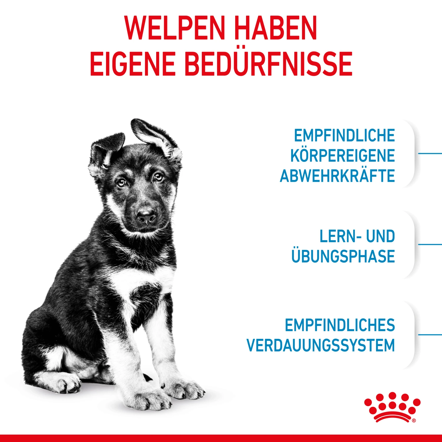 Royal Canin Maxi Puppy Trockenfutter Hund 3 Royal Canin Maxi Puppy Trockenfutter Hund – Bild 3