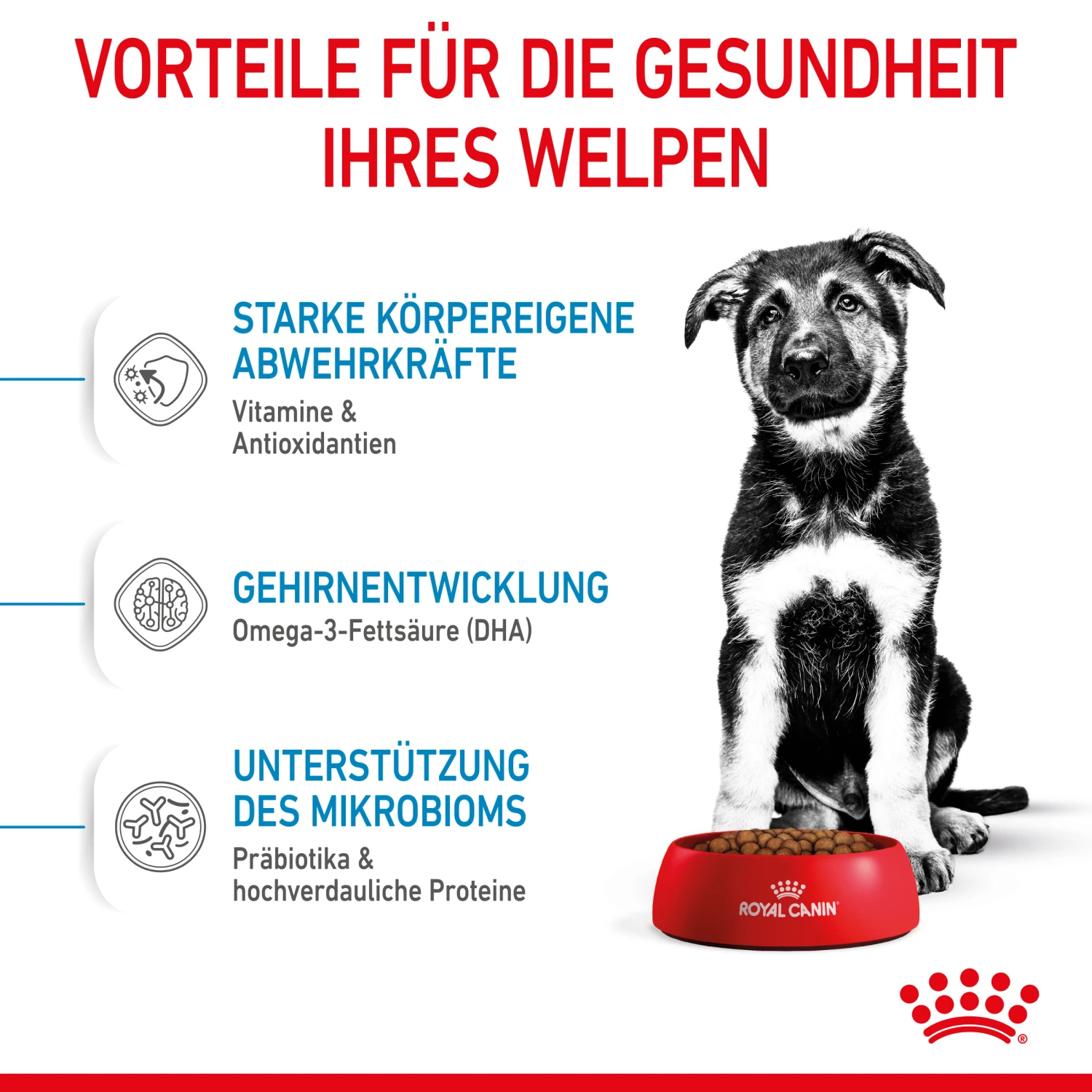 Royal Canin Maxi Puppy Trockenfutter Hund 4 Royal Canin Maxi Puppy Trockenfutter Hund – Bild 4