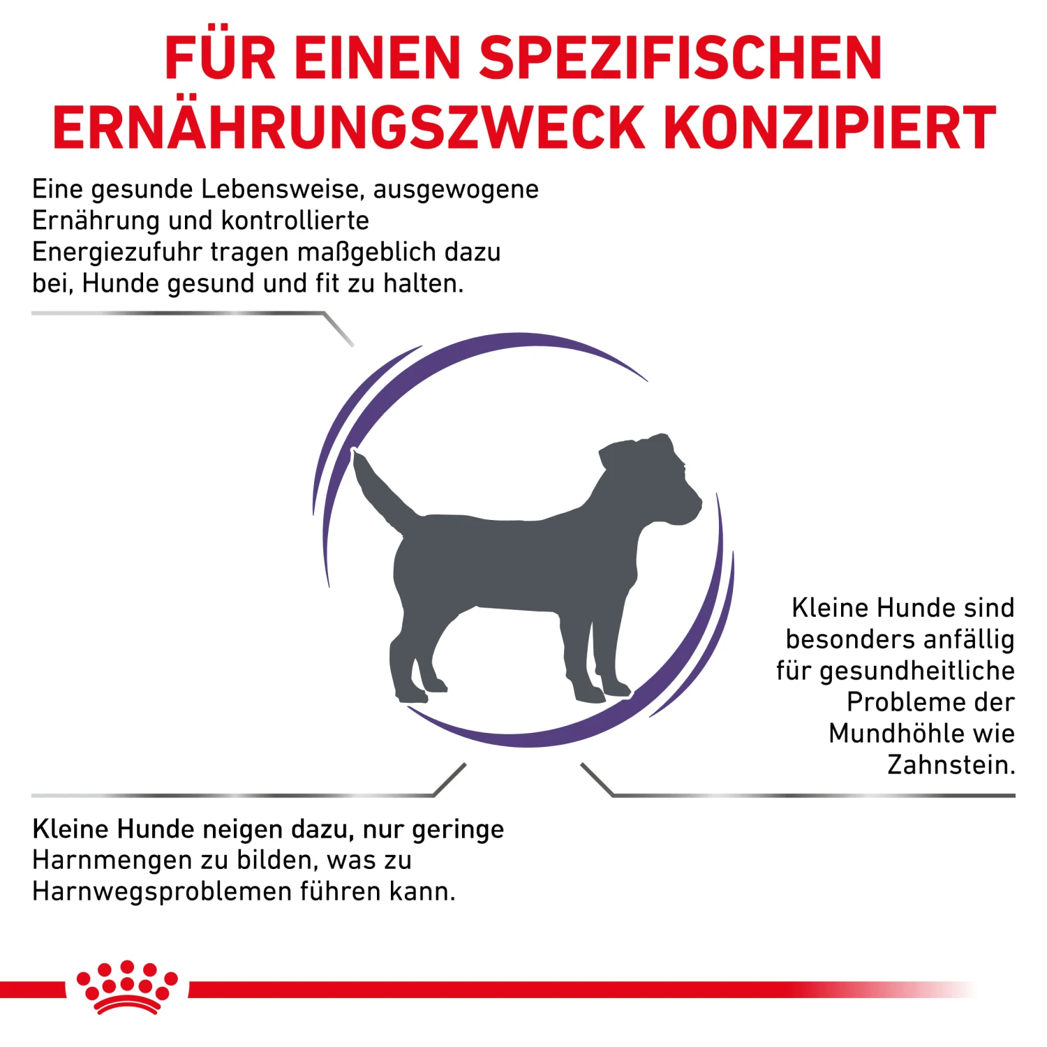 Royal Canin Expert Adult Small Dogs Trockenfutter Hund 2 Royal Canin Expert Adult Small Dogs Trockenfutter Hund – Bild 2