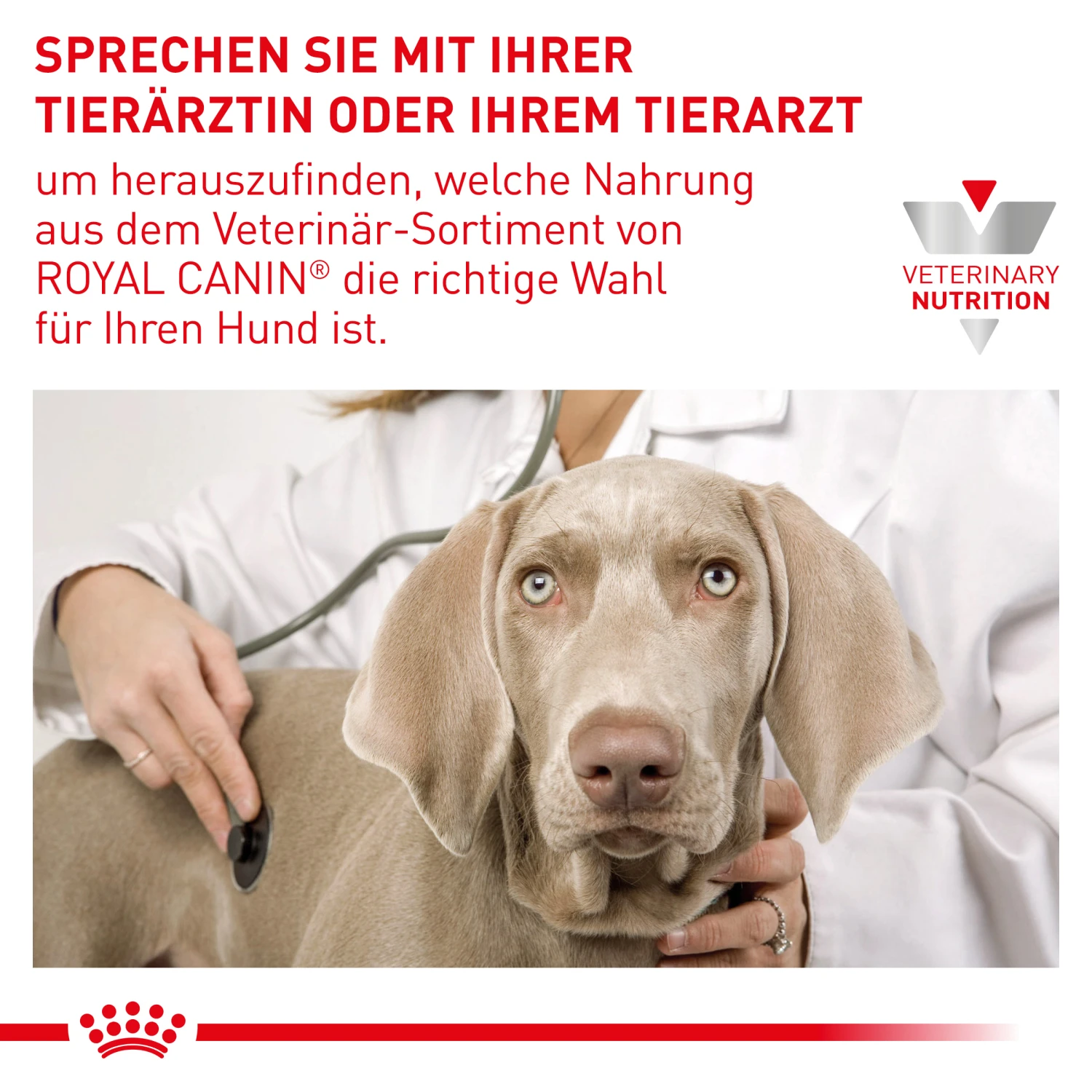 Royal Canin Skin Care Trockenfutter Hund 6 Royal Canin Skin Care Trockenfutter Hund – Bild 6