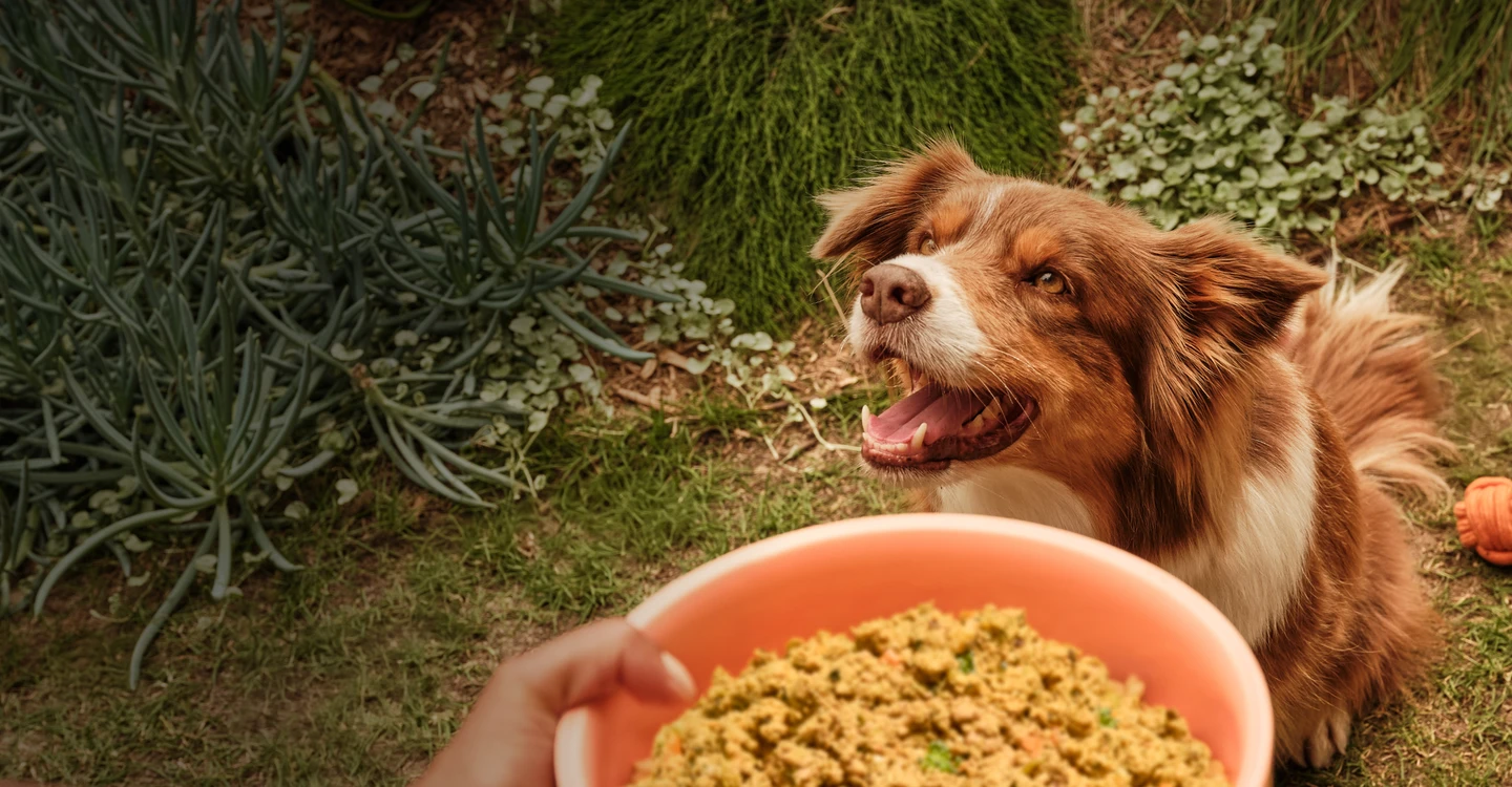 DECHRA Verkäufe 2 DECHRA Verkäufe -DECHRA Verkäufe image