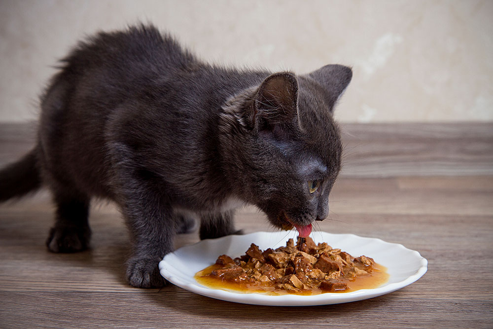 DECHRA Verkäufe -DECHRA Verkäufe kitten eating gravy food Elizabett Shutterstock
