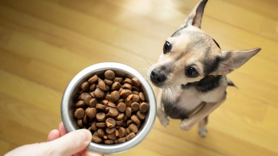 DECHRA Verkäufe -DECHRA Verkäufe low protein dog food 960x540 1